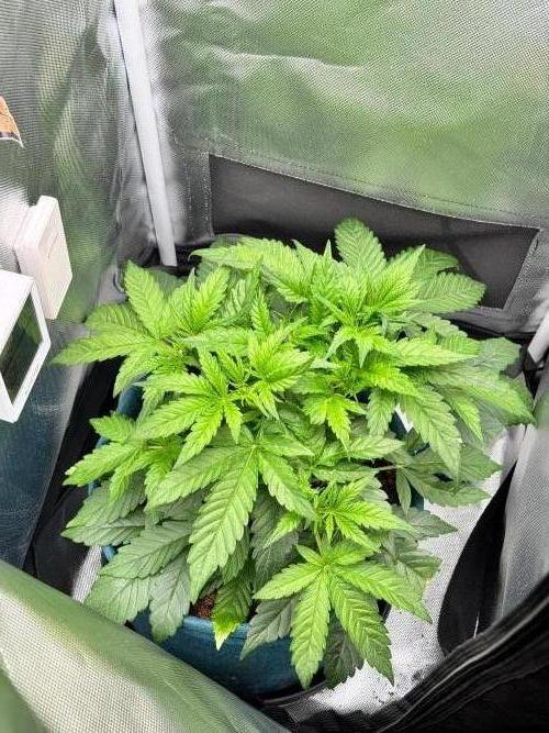 Uk Cheese Auto. Week 3