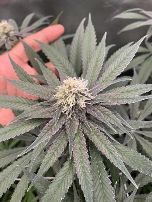 Burn Bae’s Garden. Week 4 - Day 27
Week 4 12/12 ?
Cinderella Purple #1