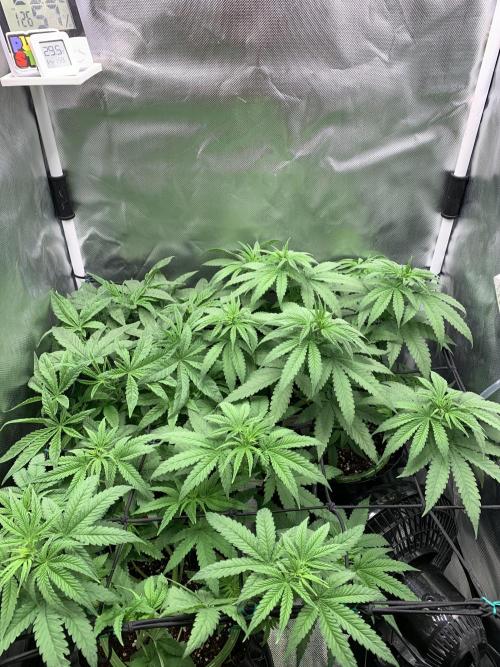 Burn Bae’s Garden. Week 1
