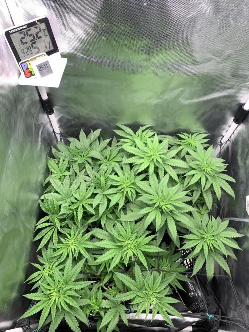 Burn Bae’s Garden. Week 1