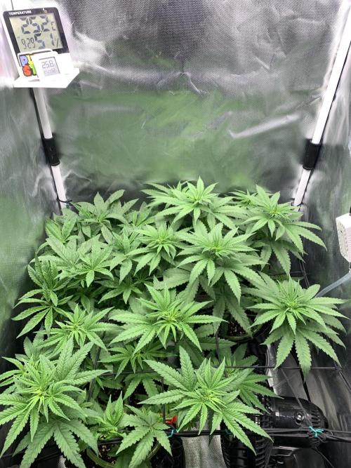 Burn Bae’s Garden. Week 1