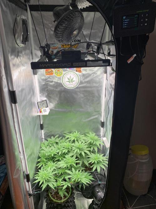 Burn Bae’s Garden. Week 1