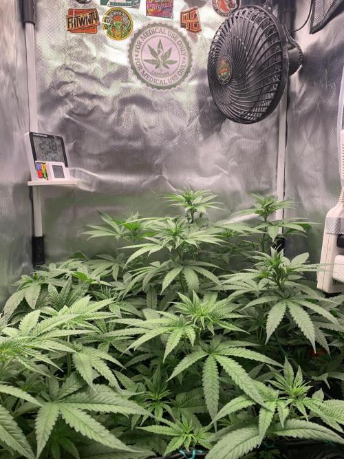 Burn Bae’s Garden. Week 2