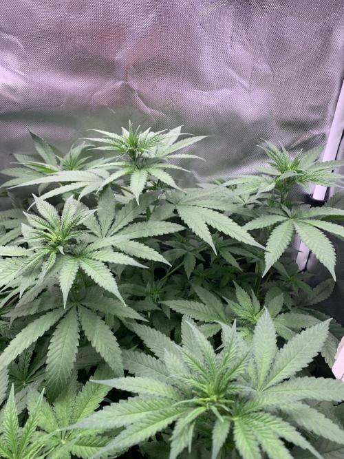 Burn Bae’s Garden. Week 2