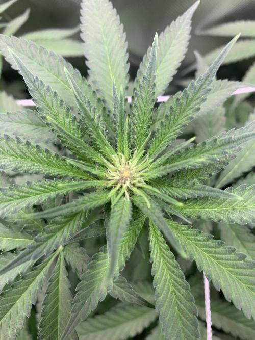Burn Bae’s Garden. Week 3