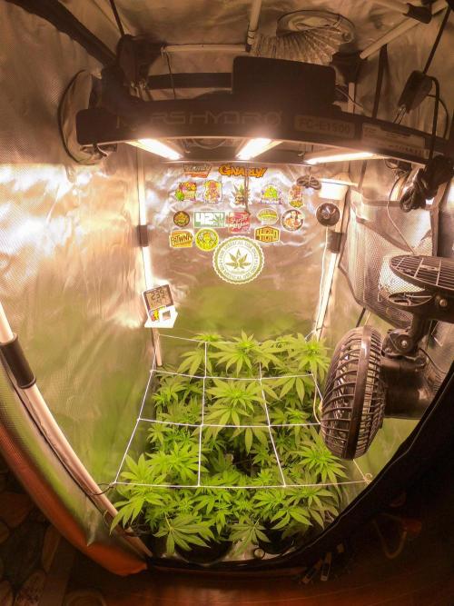 Burn Bae’s Garden. Week 3