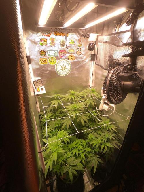 Burn Bae’s Garden. Week 3