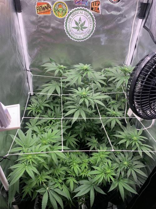 Burn Bae’s Garden. Week 3