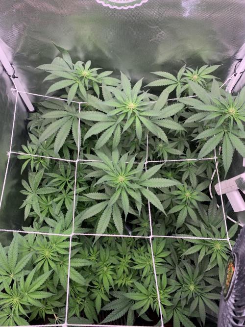 Burn Bae’s Garden. Week 3