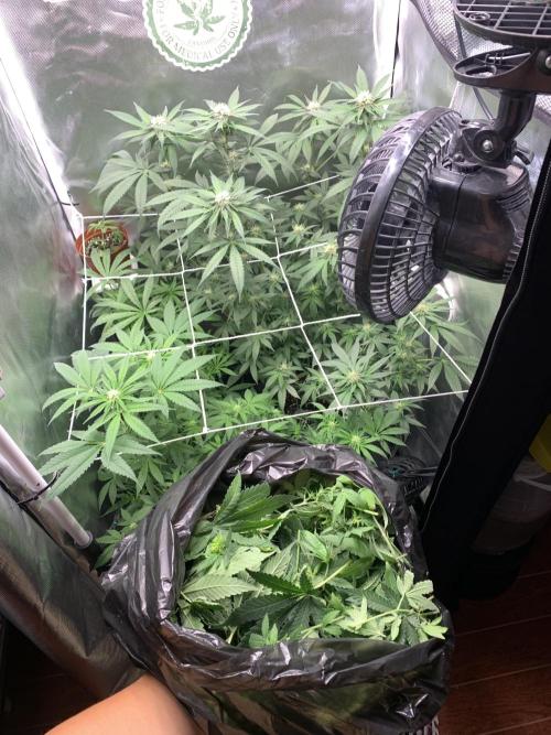 Burn Bae’s Garden. Week 3 - End  of Week 3
Final defoliation
Lollipopped 

