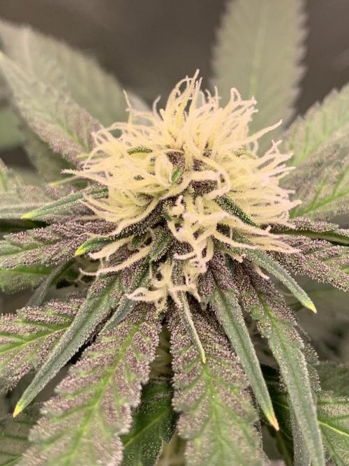 Burn Bae’s Garden. Week 4
