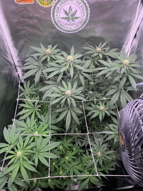 Burn Bae’s Garden. Week 4