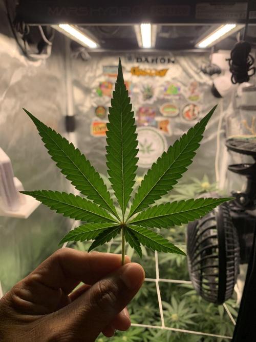 Burn Bae’s Garden. Week 4