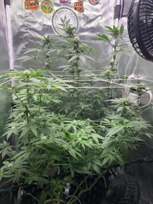 Burn Bae’s Garden. Week 4