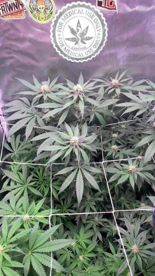 Burn Bae’s Garden