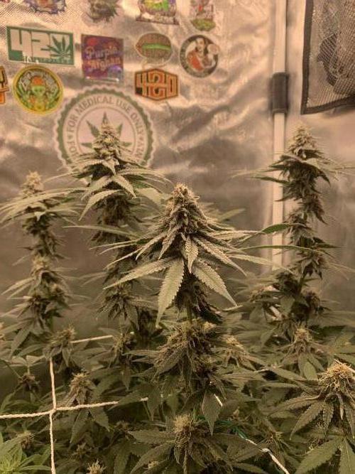Burn Bae’s Garden. Week 7
