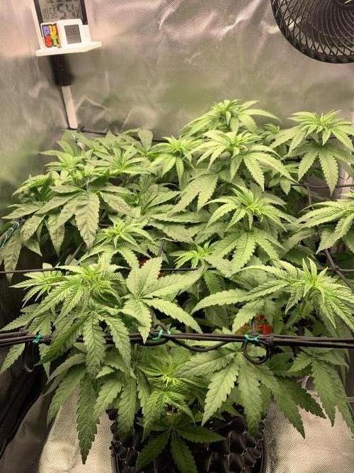 Burn Bae’s Garden. Week 6