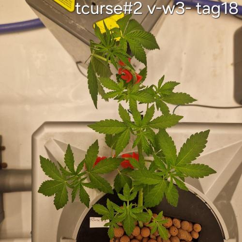 competition. Week 3 - macht sich gut