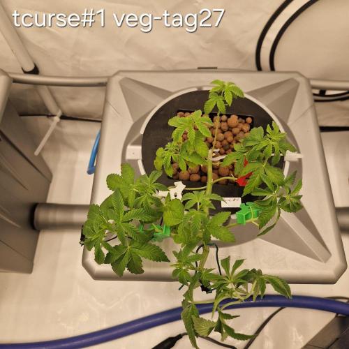 competition. Week 4 - alle haben neue Wurzeln nach dem trim gebildet... Jetzt abwarten und erholen lassen
