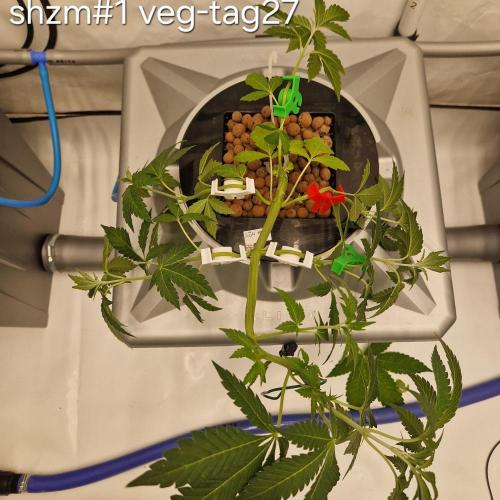 competition. Week 4 - Trotz Stress im wurzelbereich mit trimm etc. erholen Sie sich gut...