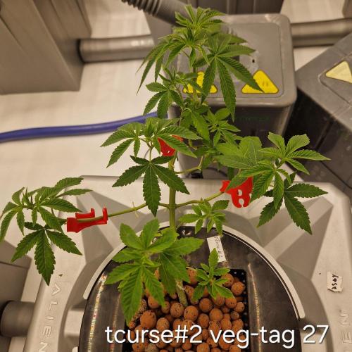 competition. Week 4 - Trotz Stress im wurzelbereich mit trimm etc. erholen Sie sich gut...