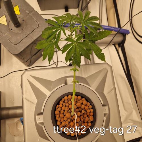 competition. Week 4 - Trotz Stress im wurzelbereich mit trimm etc. erholen Sie sich gut...