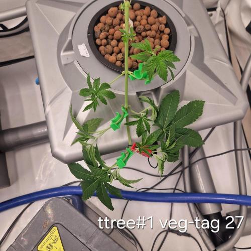 competition. Week 4 - Trotz Stress im wurzelbereich mit trimm etc. erholen Sie sich gut...