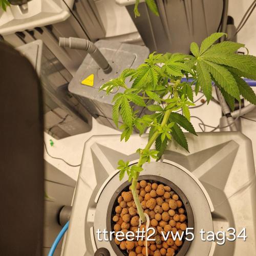 competition. Week 5 - Viele start probleme mit ihr gehabt aber sie hat sich gefangen..
