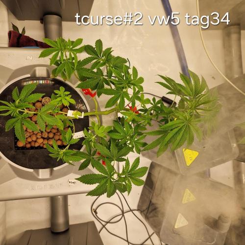 competition. Week 5 - Sehr zickig aber wird schon werden..