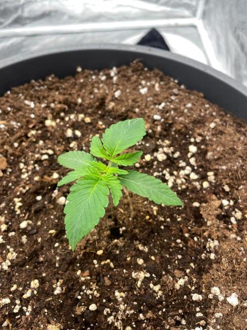 Mimosa X Orange Punch & Bubblegum Gelato. Week 1