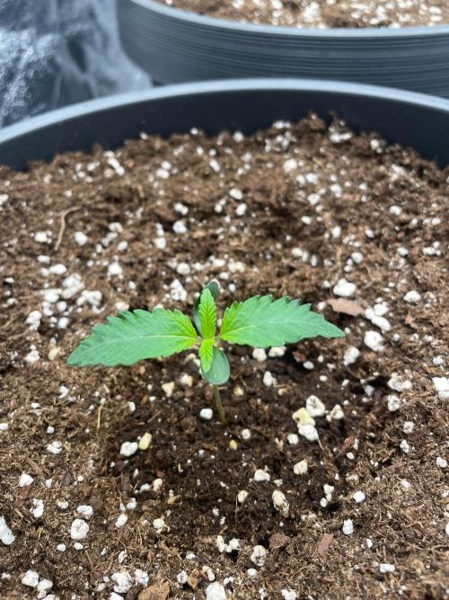 Mimosa X Orange Punch & Bubblegum Gelato. Week 1