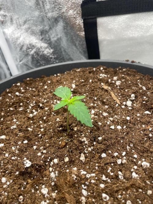 Mimosa X Orange Punch & Bubblegum Gelato. Week 1