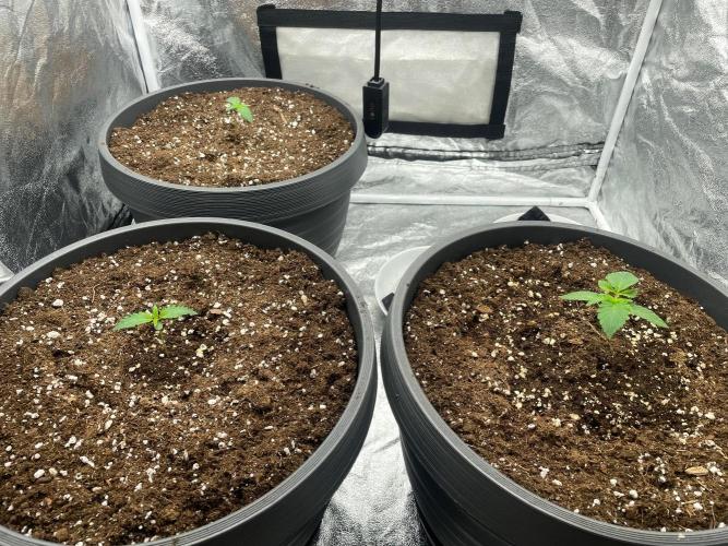 Mimosa X Orange Punch & Bubblegum Gelato. Week 1