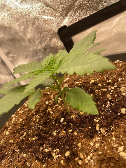 Mimosa X Orange Punch & Bubblegum Gelato. Week 2 - Bubblegum Gelato