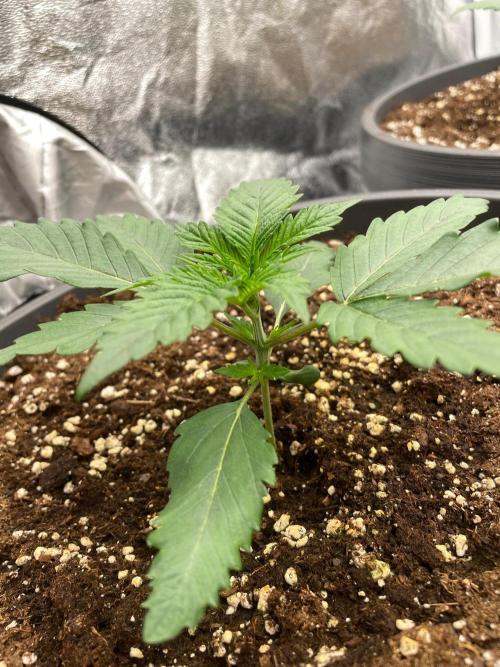 Mimosa X Orange Punch & Bubblegum Gelato. Week 2 - Bubblegum Gelato
