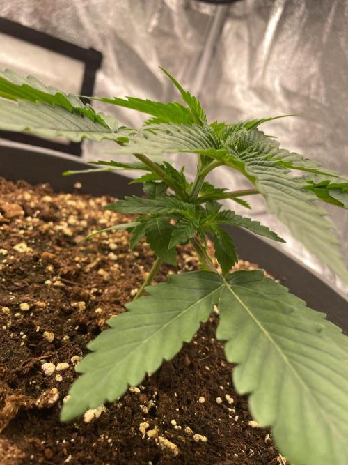 Mimosa X Orange Punch & Bubblegum Gelato. Week 2 - Mimosa x Orange Punch 