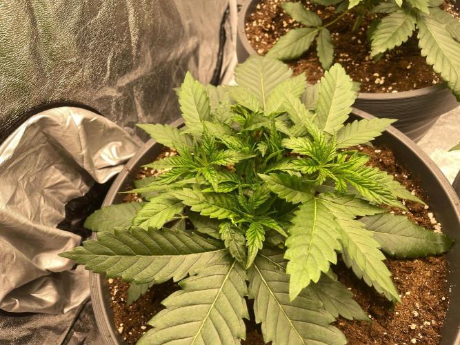 Mimosa X Orange Punch & Bubblegum Gelato. Week 3