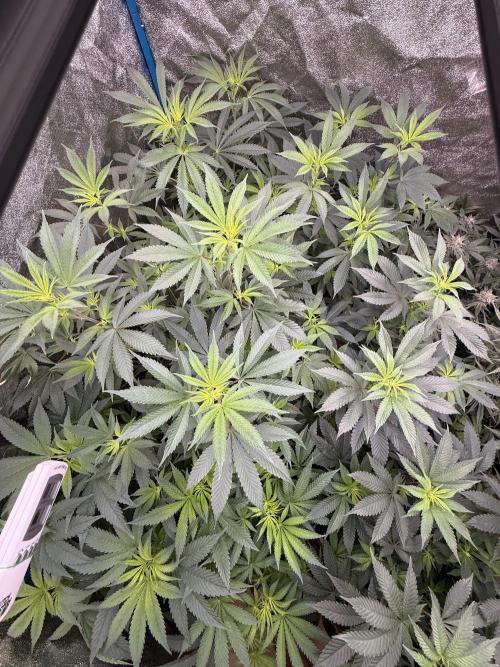 Bubblegum gelato🍦superboof⛽️ moneymaker💣. Week 1
