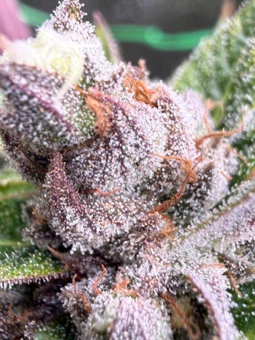 Franco’s FULLGASS⛽️& WHITE WIDOW 🕷️. Week 11