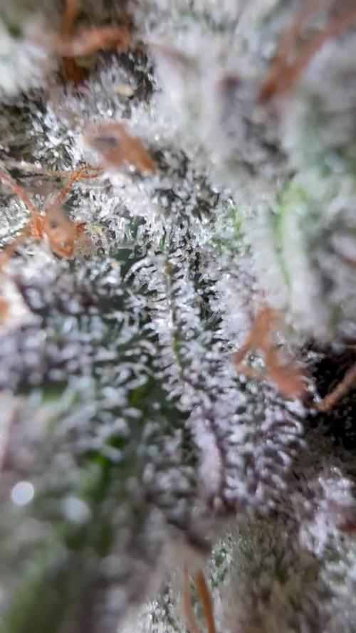 Frosted guava auto