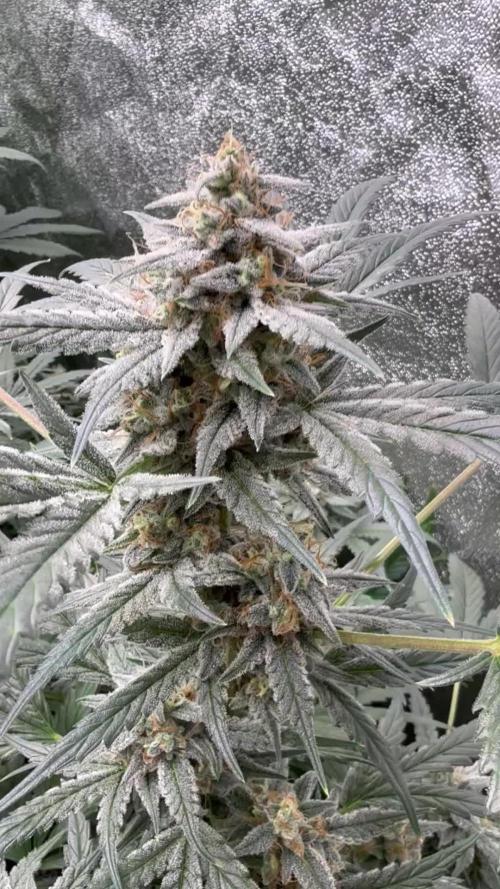 Frosted guava auto