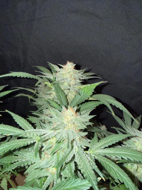 Frosted guava auto. Week 10 - Close pic 3/3