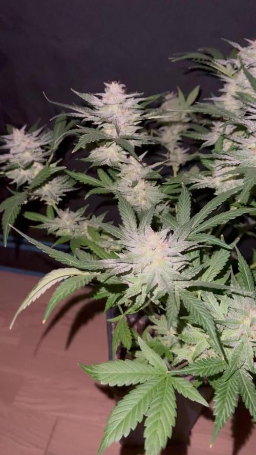 Frosted guava auto