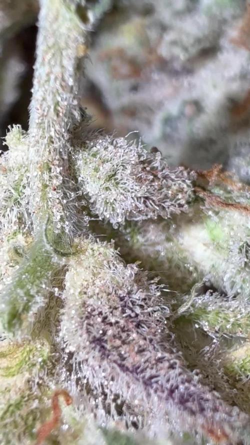 Frosted guava auto