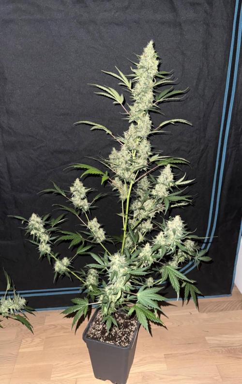 Lemon haze auto 🍋. Week 9 - Very strong genetic 🍋