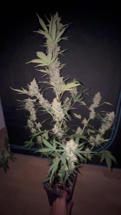 Lemon haze auto 🍋