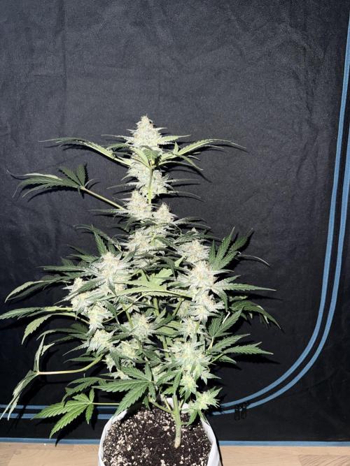 Frosted guava auto☀️. Week 10 - 4/5
