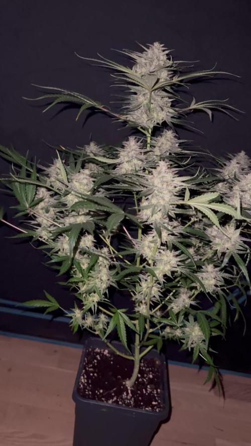 Frosted guava auto☀️
