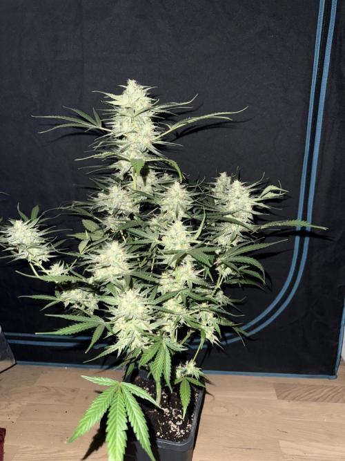 Frosted guava auto☀️. Week 10 - 5/5