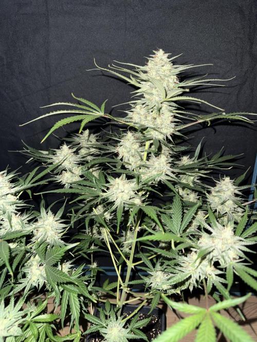Frosted guava auto☀️. Week 10 - 5/5